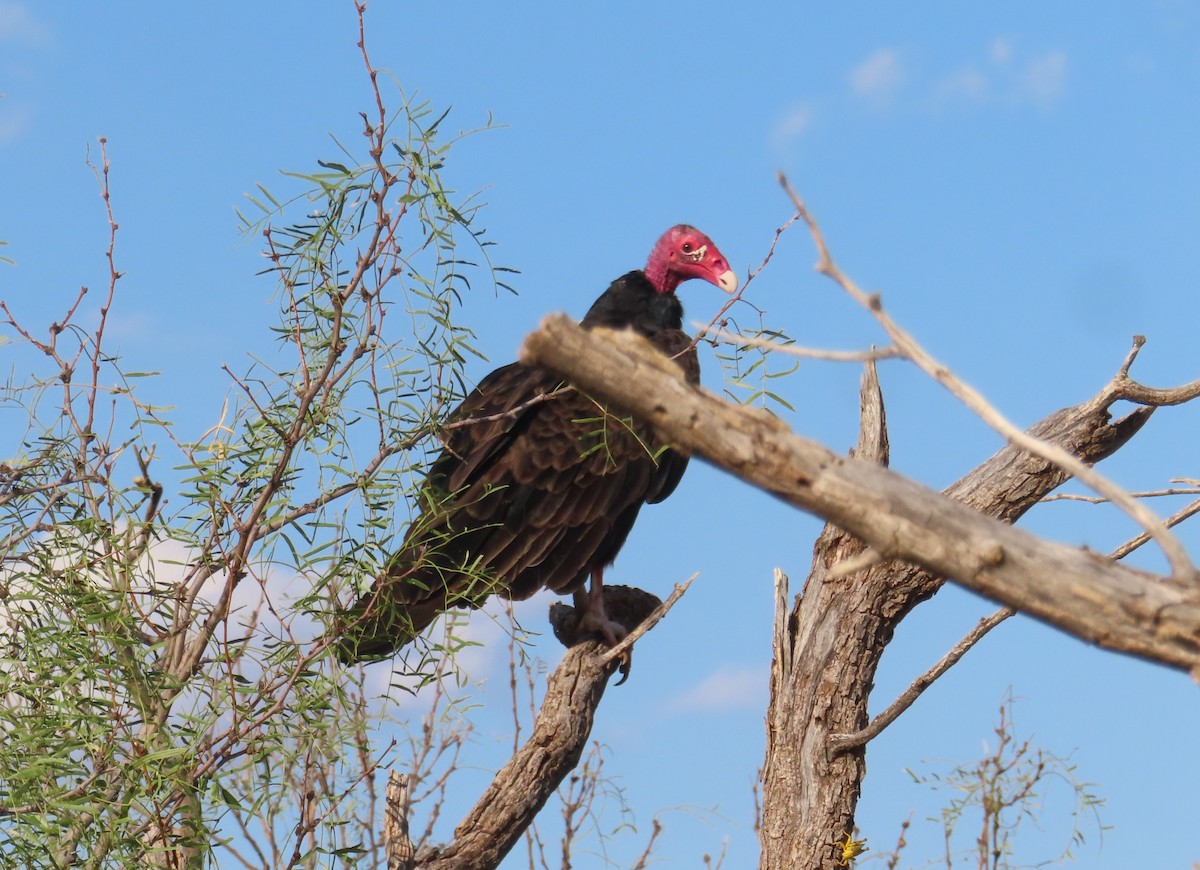 Turkey Vulture - ML623486882