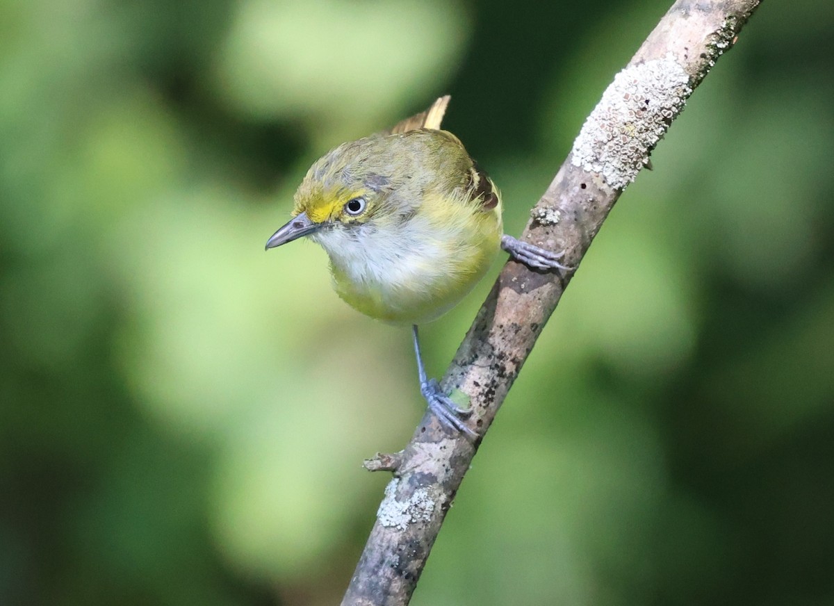 White-eyed Vireo - ML623486897