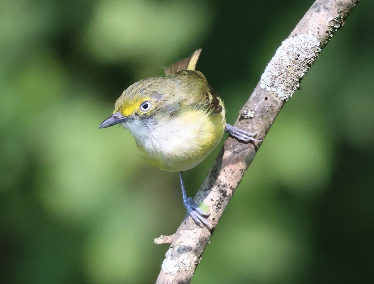 White-eyed Vireo - ML623486898