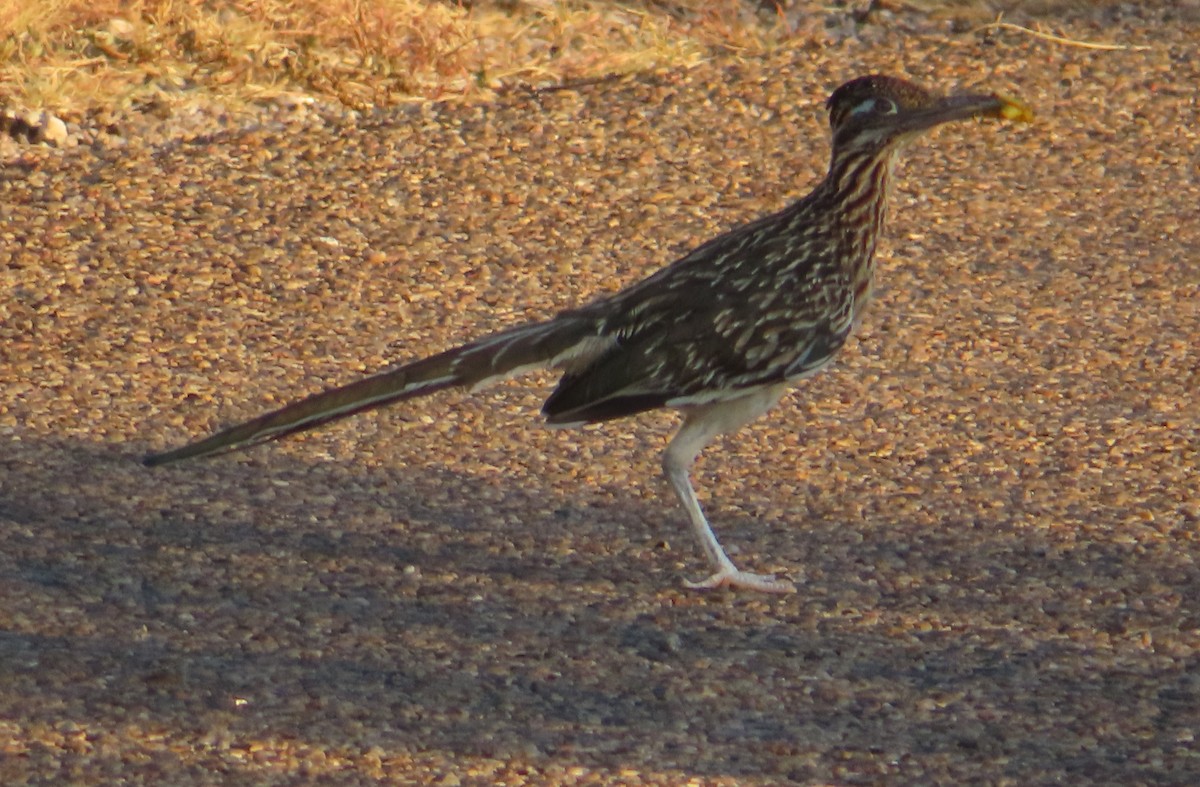 Greater Roadrunner - ML623486916