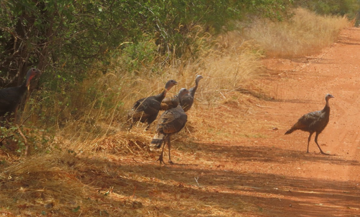 Wild Turkey - ML623486993