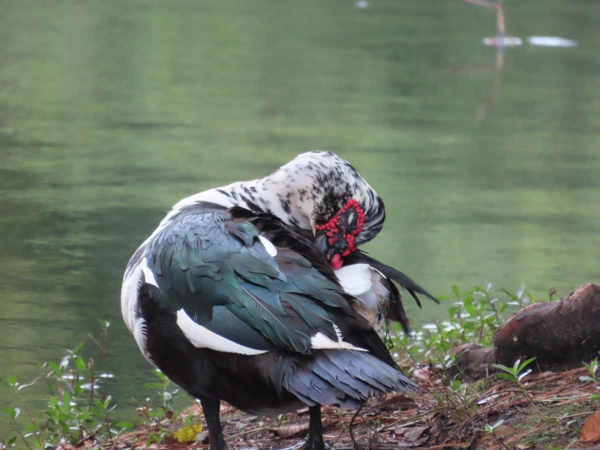 Muscovy Duck (Domestic type) - ML623487026