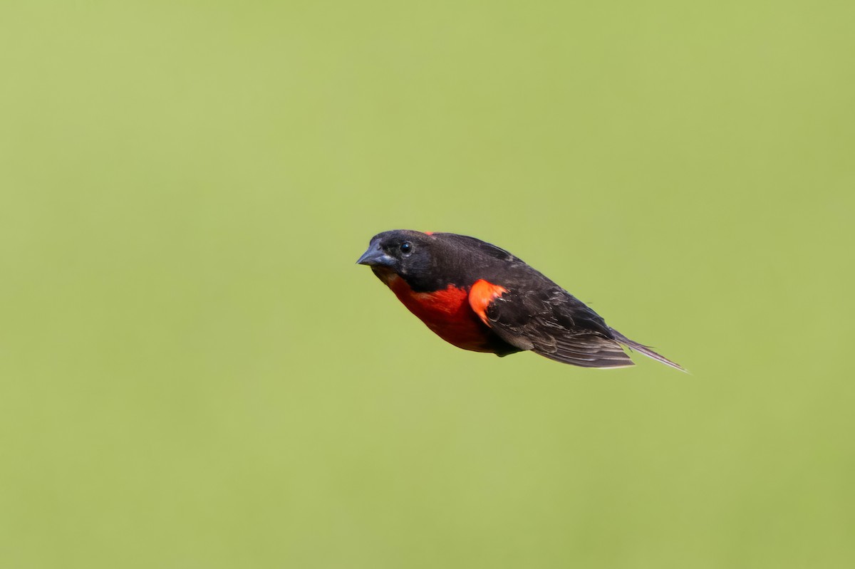 Red-breasted Meadowlark - ML623487034