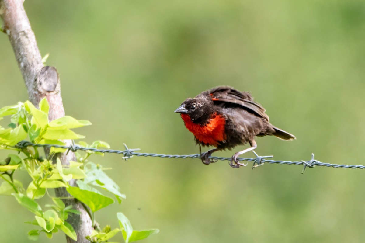 Red-breasted Meadowlark - ML623487035