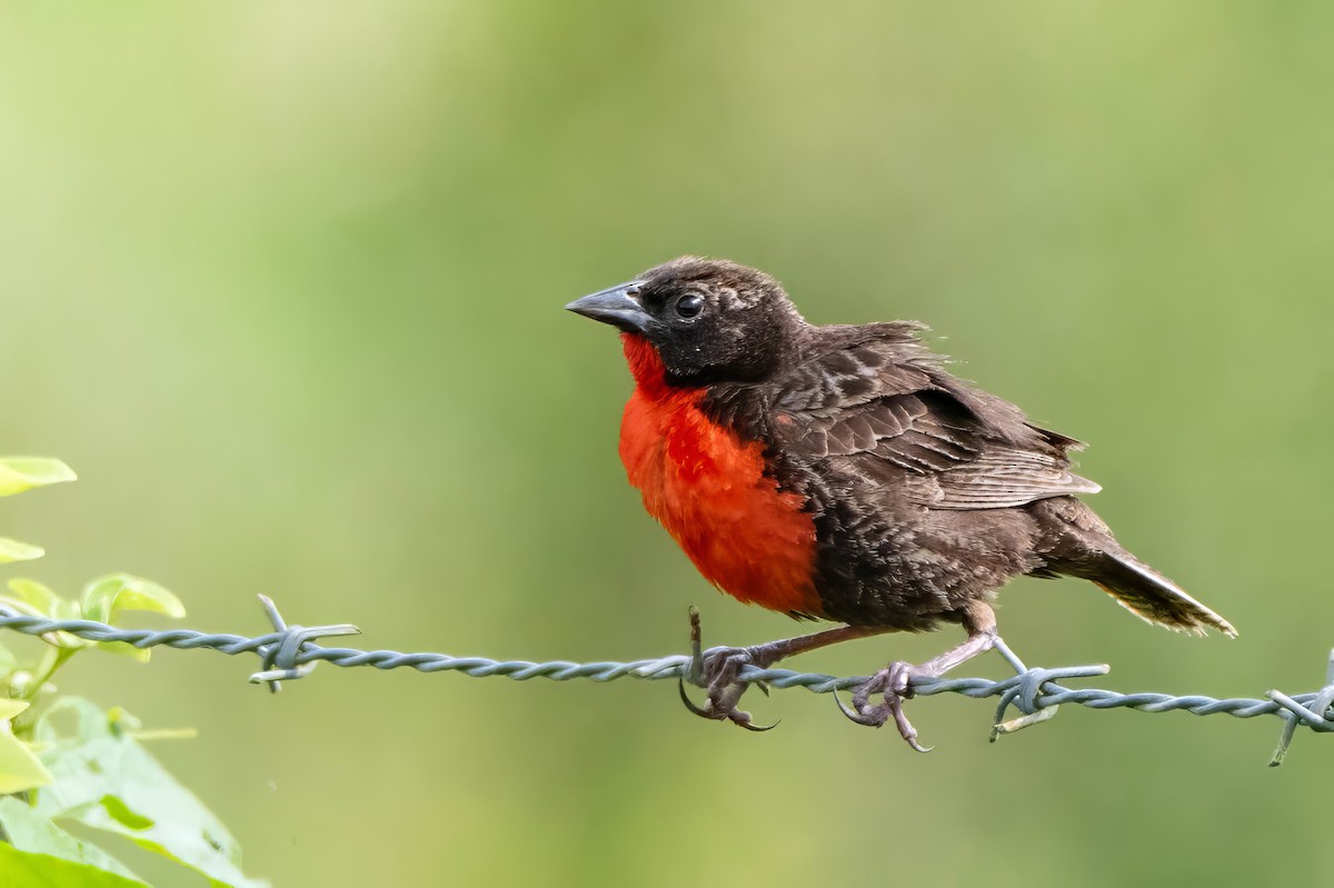 Red-breasted Meadowlark - ML623487036