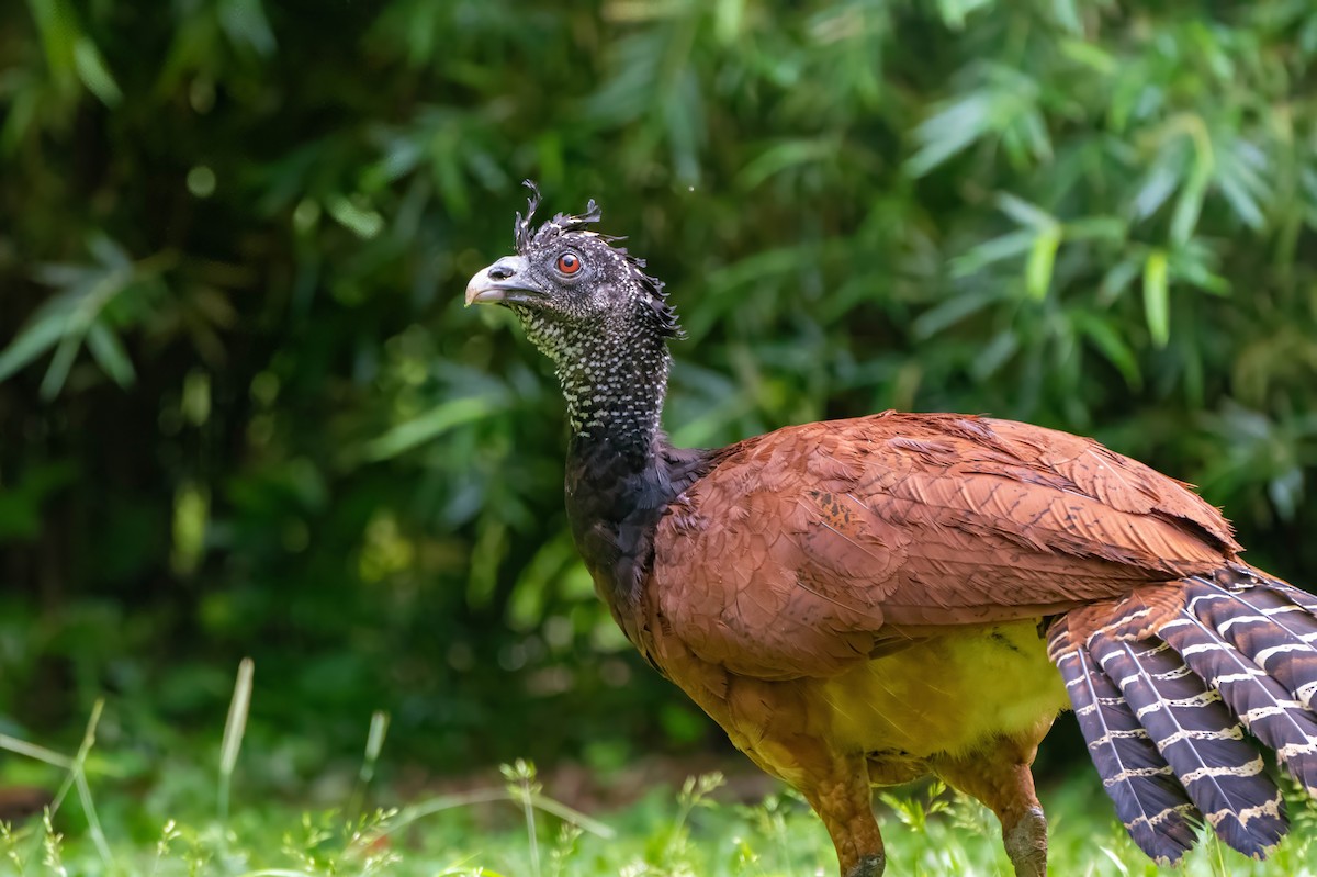 Great Curassow - ML623487044