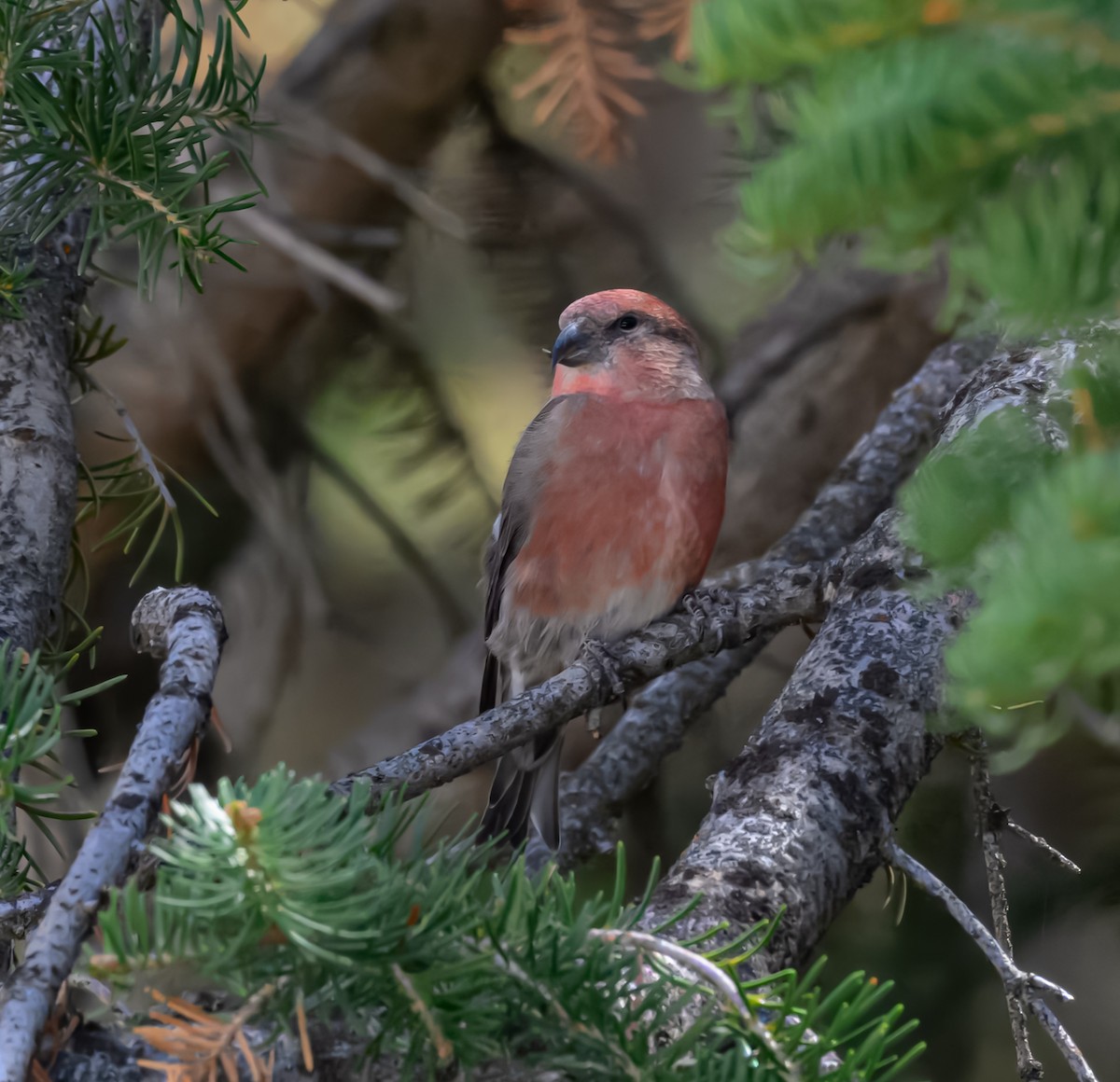 Cassia Crossbill - ML623487052