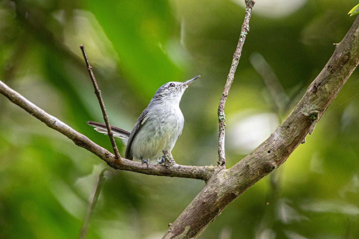 White-browed Gnatcatcher - ML623487067