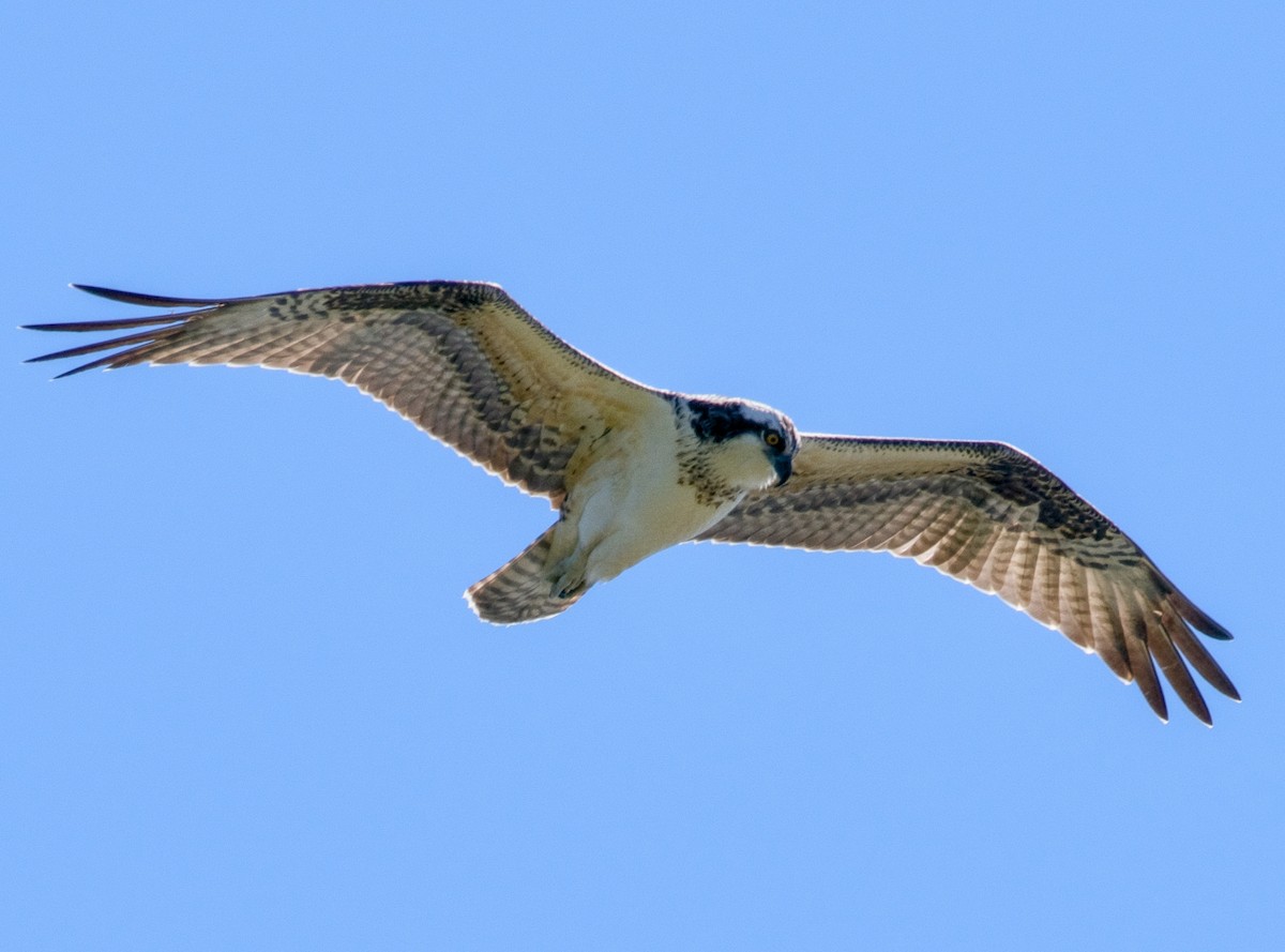 Osprey - ML623487102