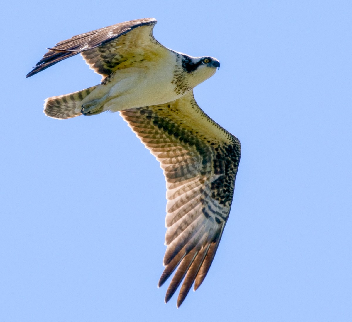Osprey - ML623487103