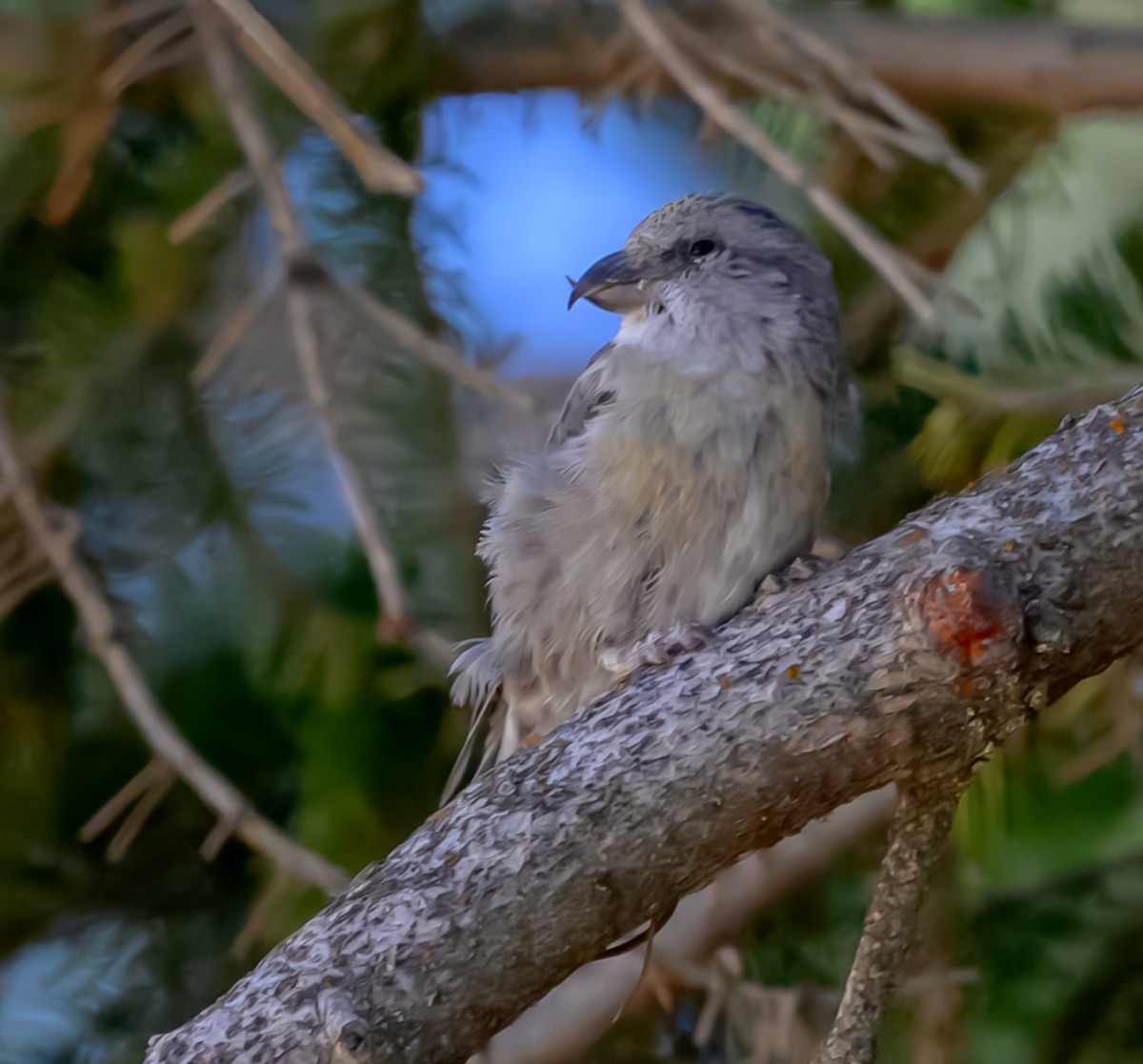 Cassia Crossbill - ML623487112