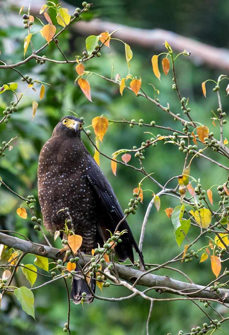 Andaman Serpent-Eagle - ML623487172