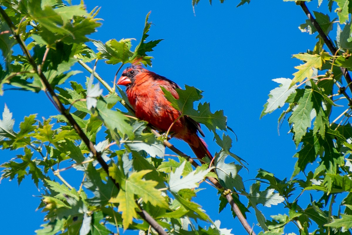 Northern Cardinal (Common) - Bill Tollefson