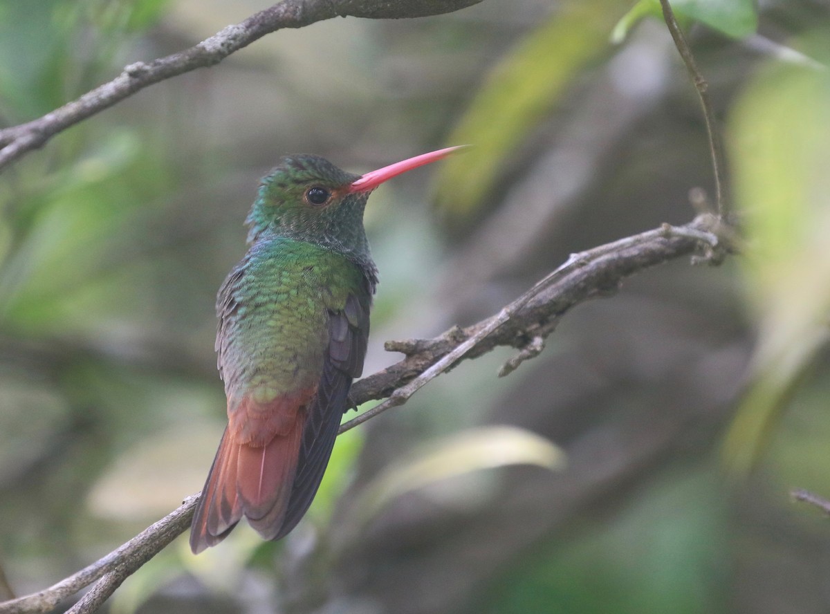 Rufous-tailed Hummingbird - ML623487224