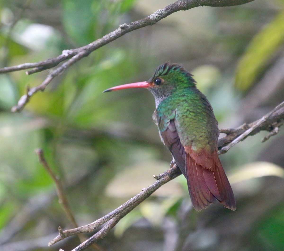 Rufous-tailed Hummingbird - ML623487226