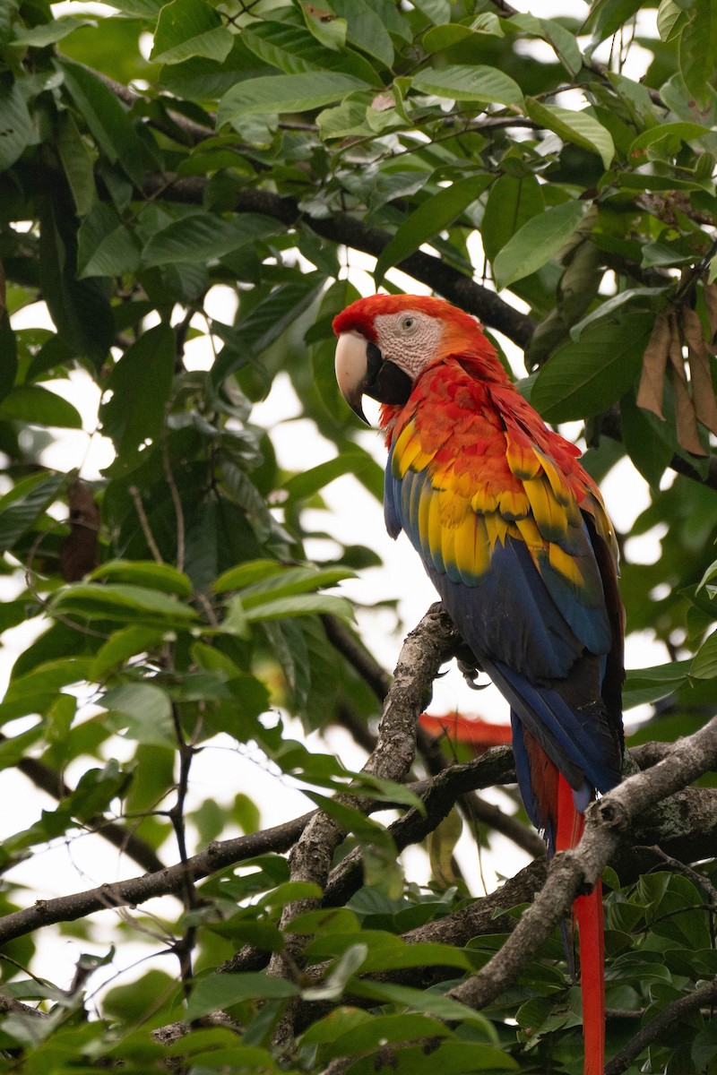 Scarlet Macaw - ML623487266