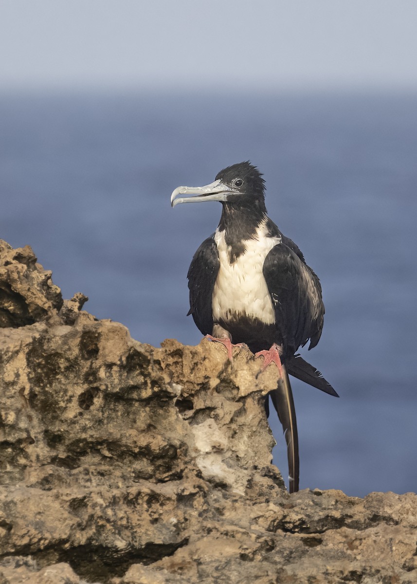 Magnificent Frigatebird - ML623487286