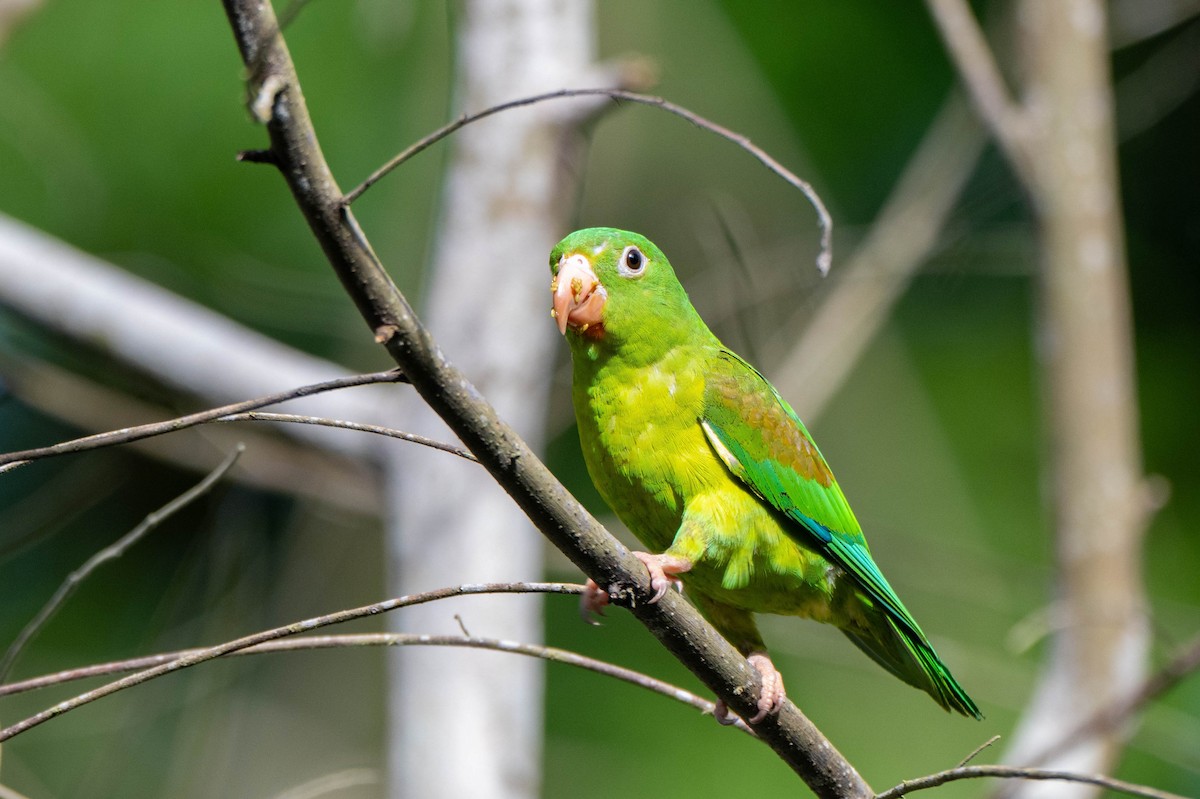 Orange-chinned Parakeet - Cello Caruso-Turiello