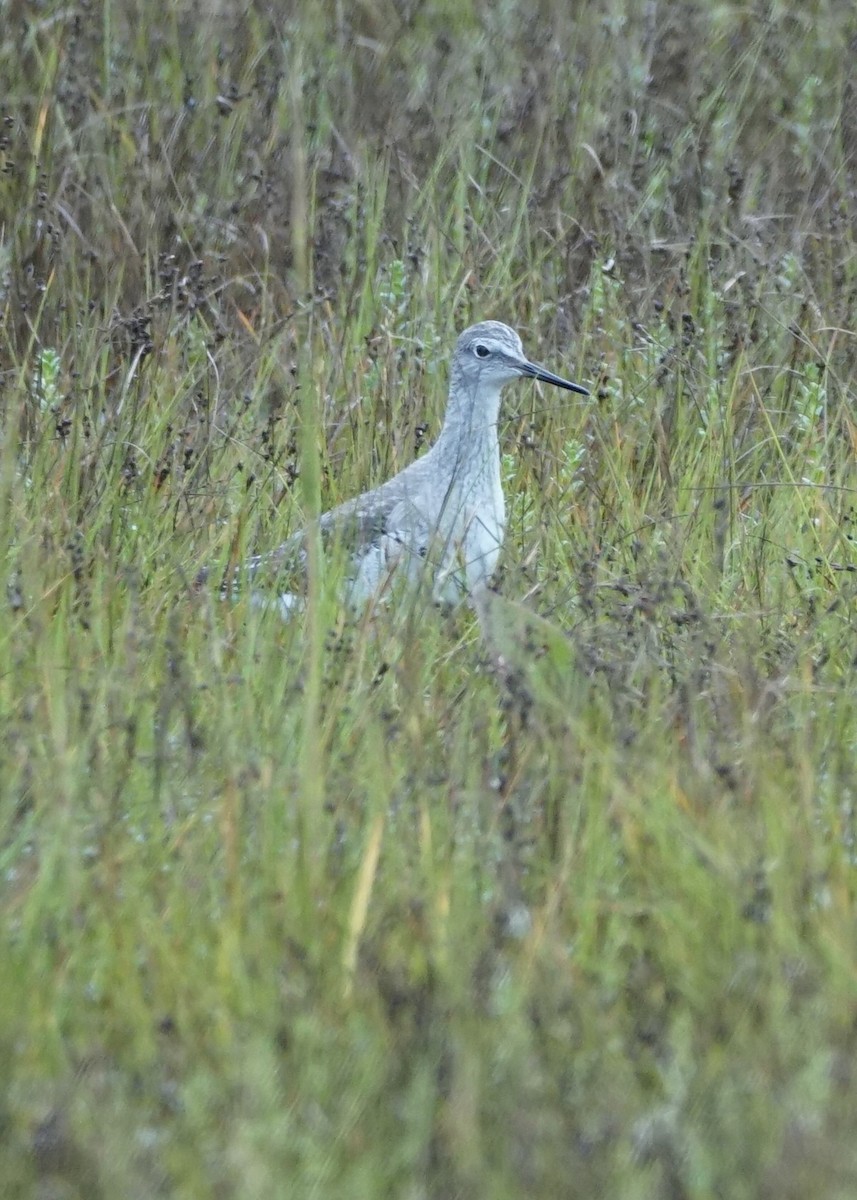 Lesser Yellowlegs - ML623487340