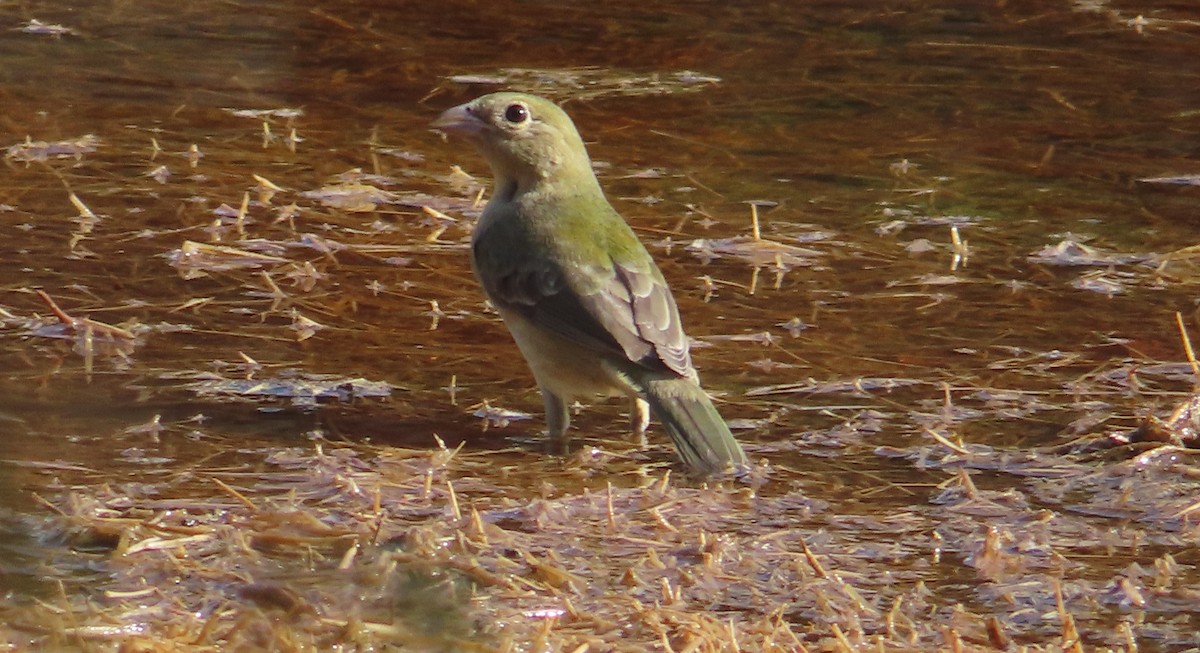 Passerin nonpareil - ML623487366
