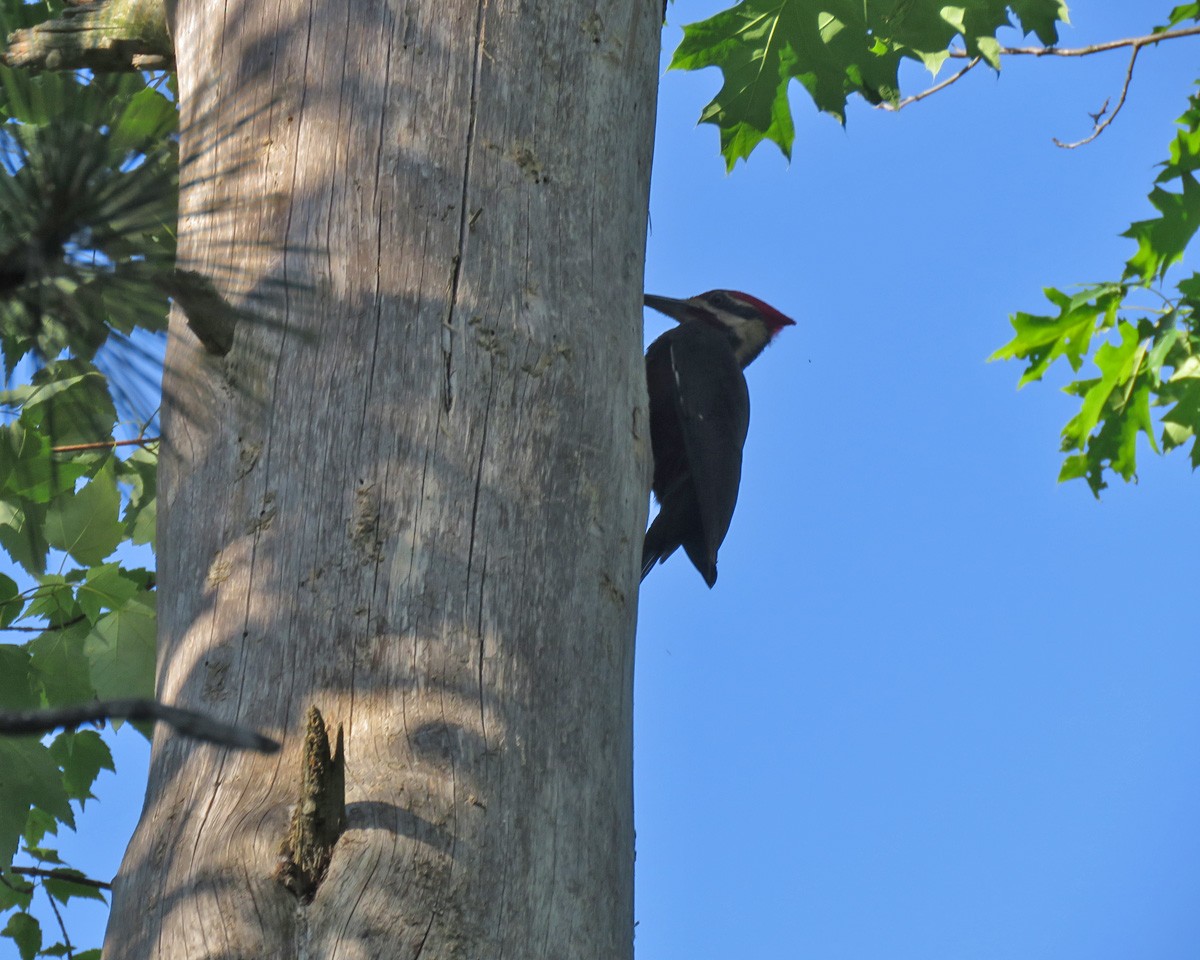 Pileated Woodpecker - ML623487375