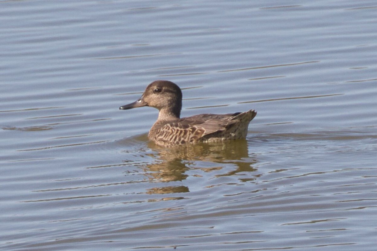 Green-winged Teal - ML623487379