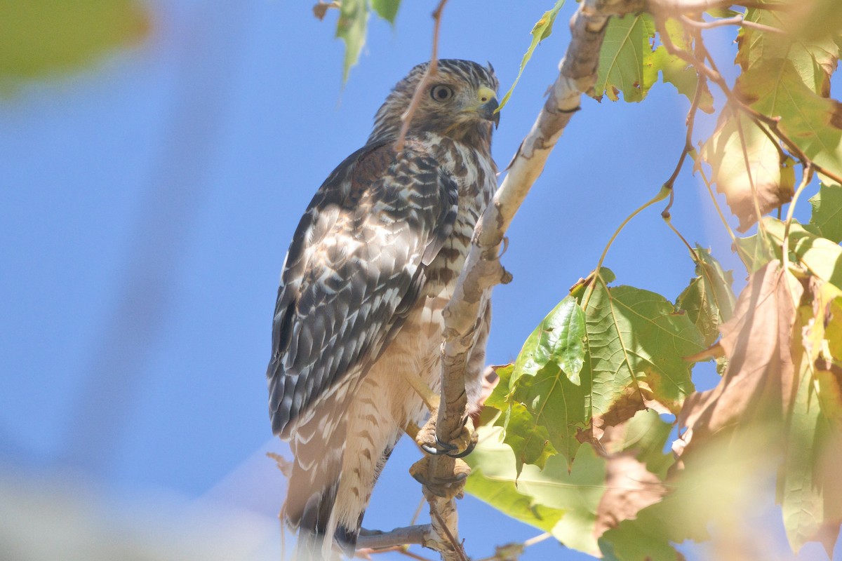 Red-shouldered Hawk - ML623487399