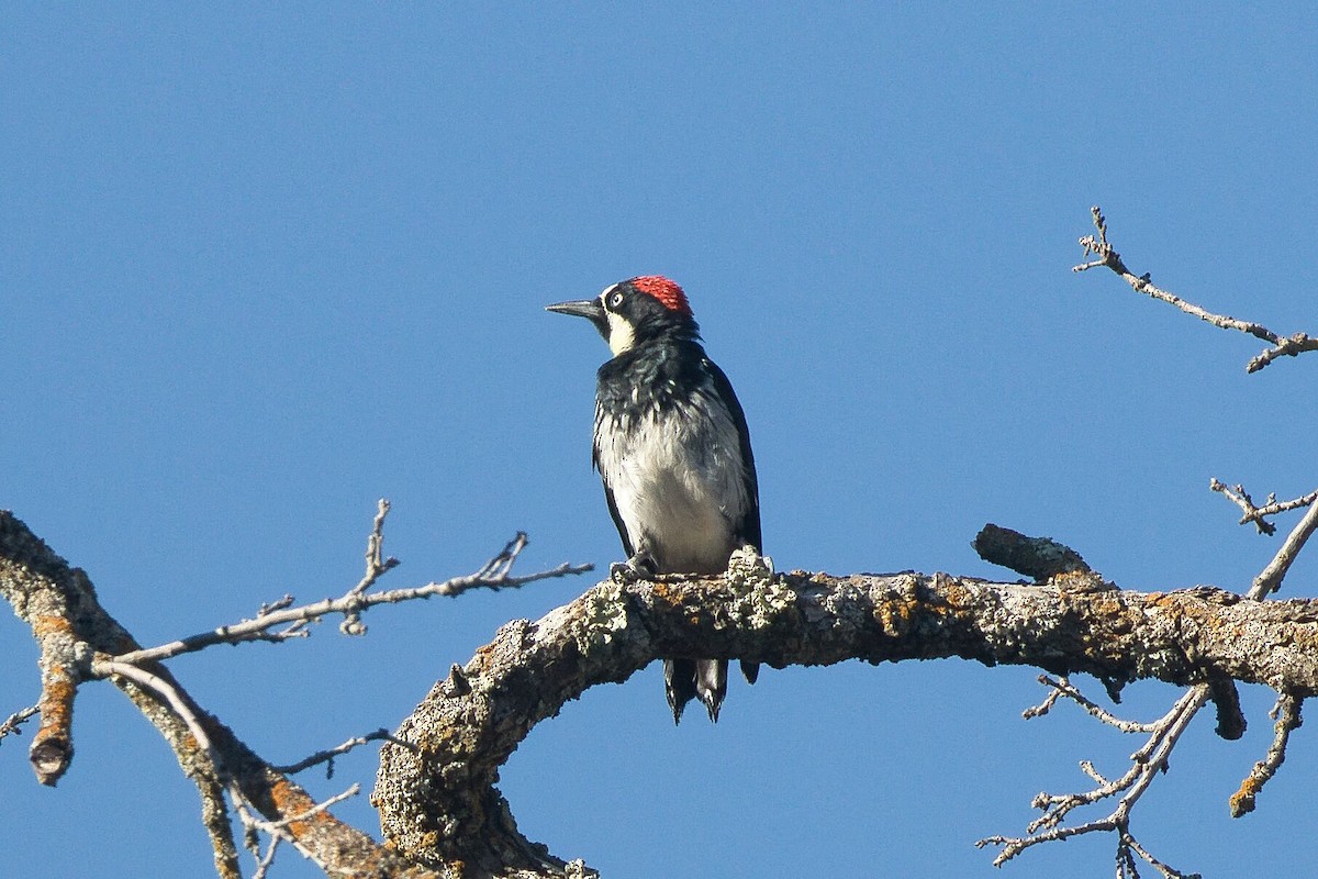 Acorn Woodpecker - ML623487405