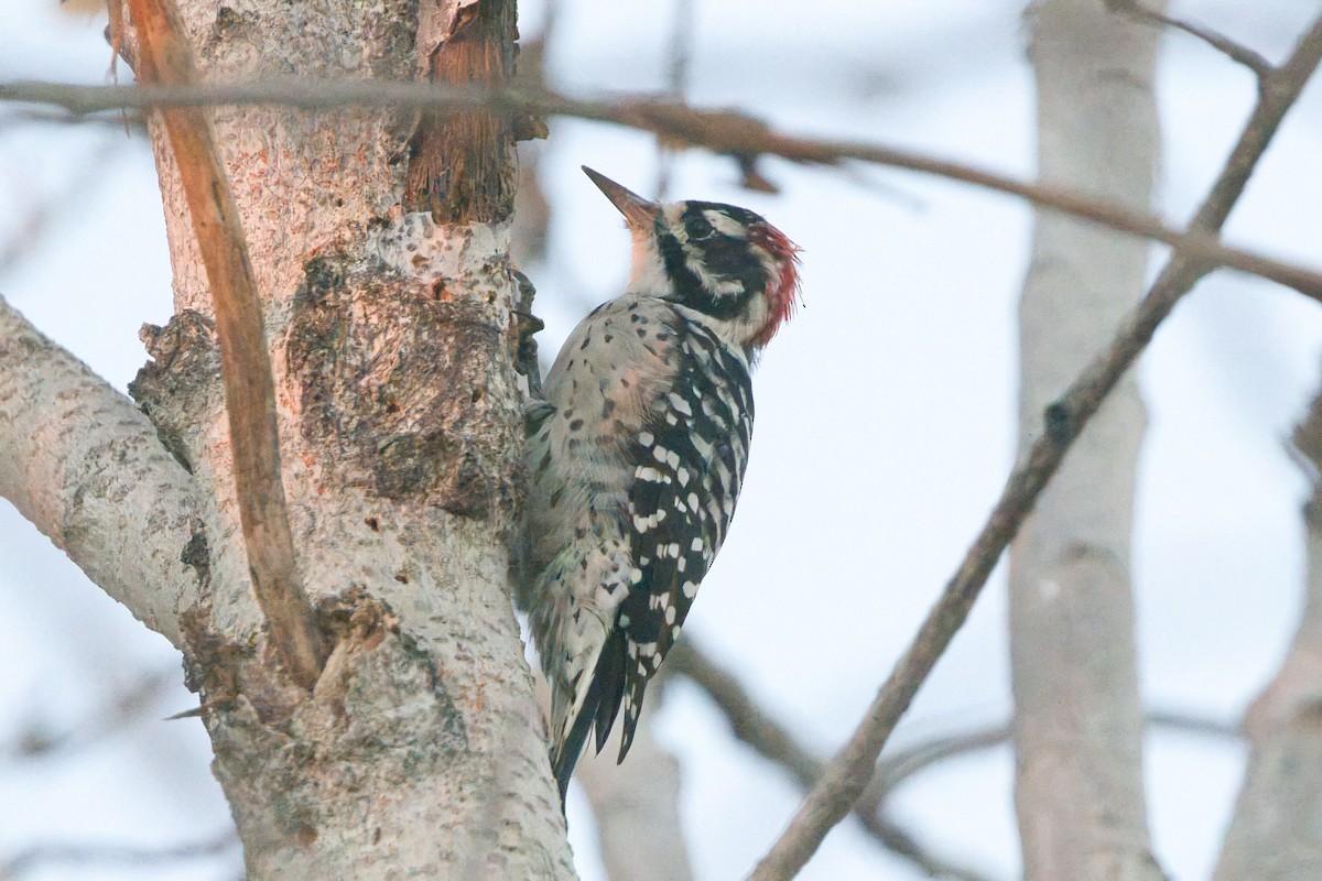 Nuttall's Woodpecker - ML623487412