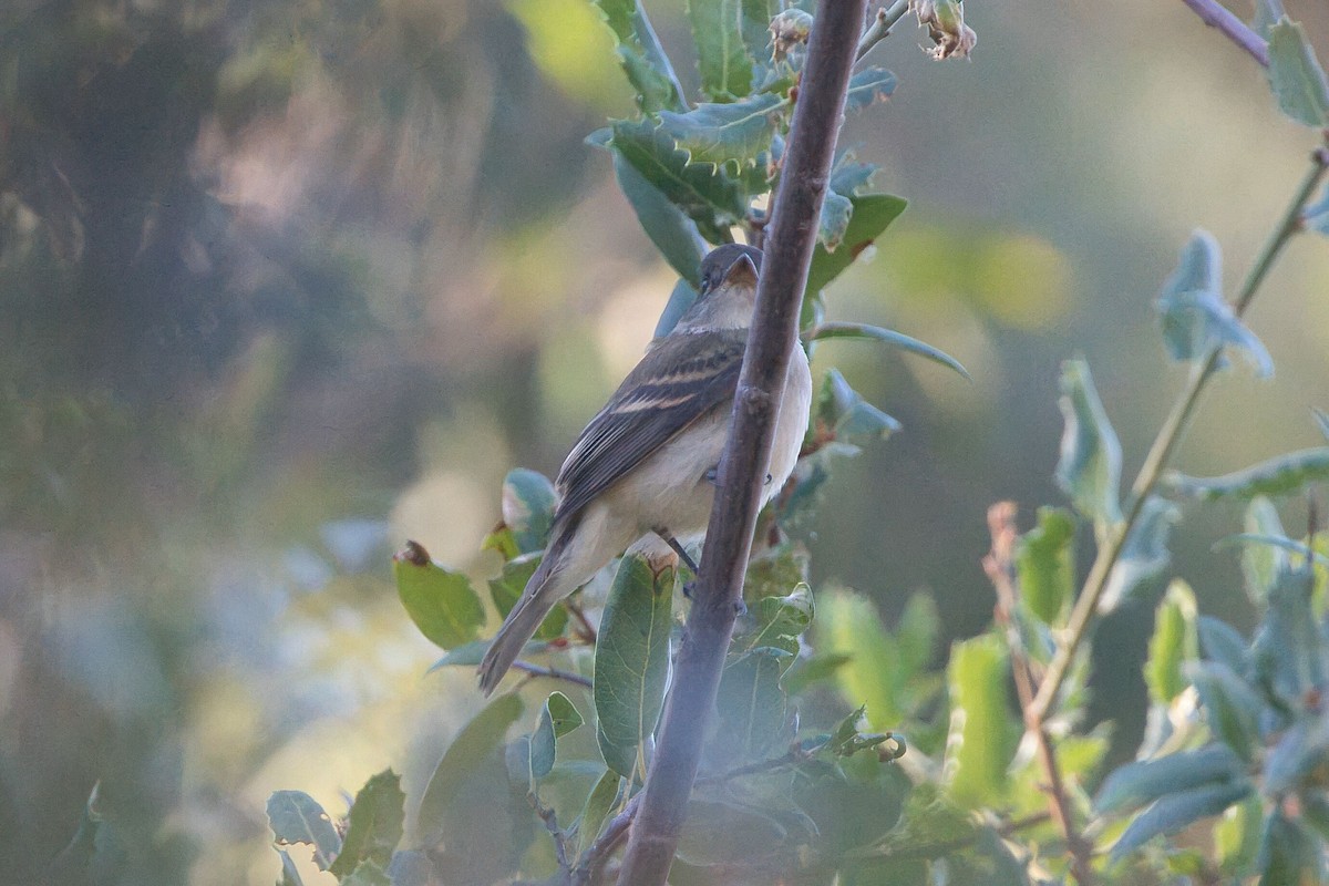 Willow Flycatcher - ML623487427