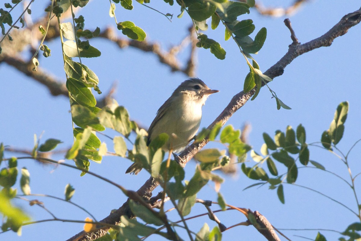 Warbling Vireo - ML623487434