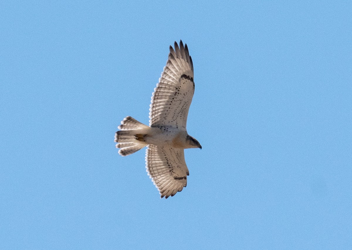 Ferruginous Hawk - ML623487435