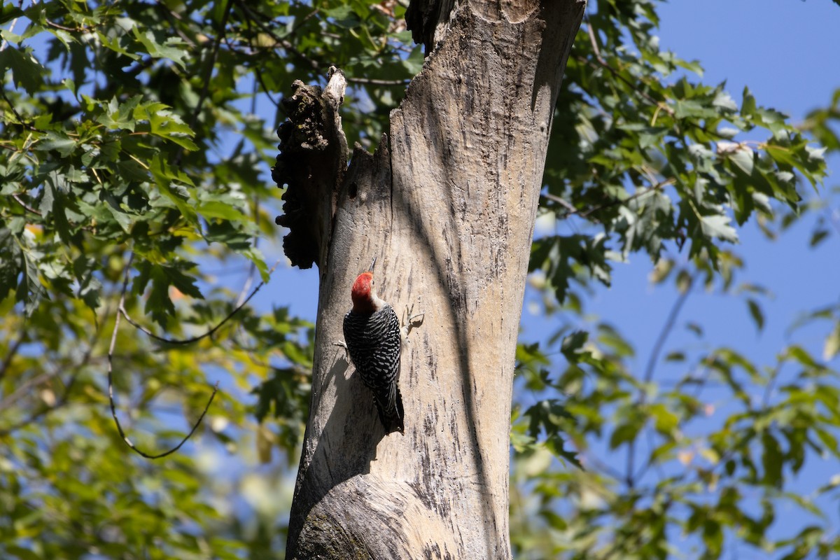 Red-bellied Woodpecker - ML623487441
