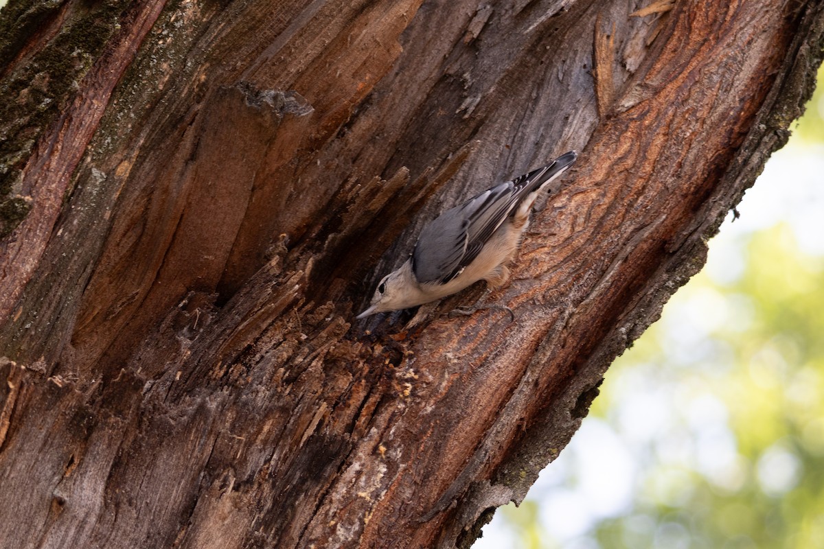 White-breasted Nuthatch (Eastern) - ML623487463