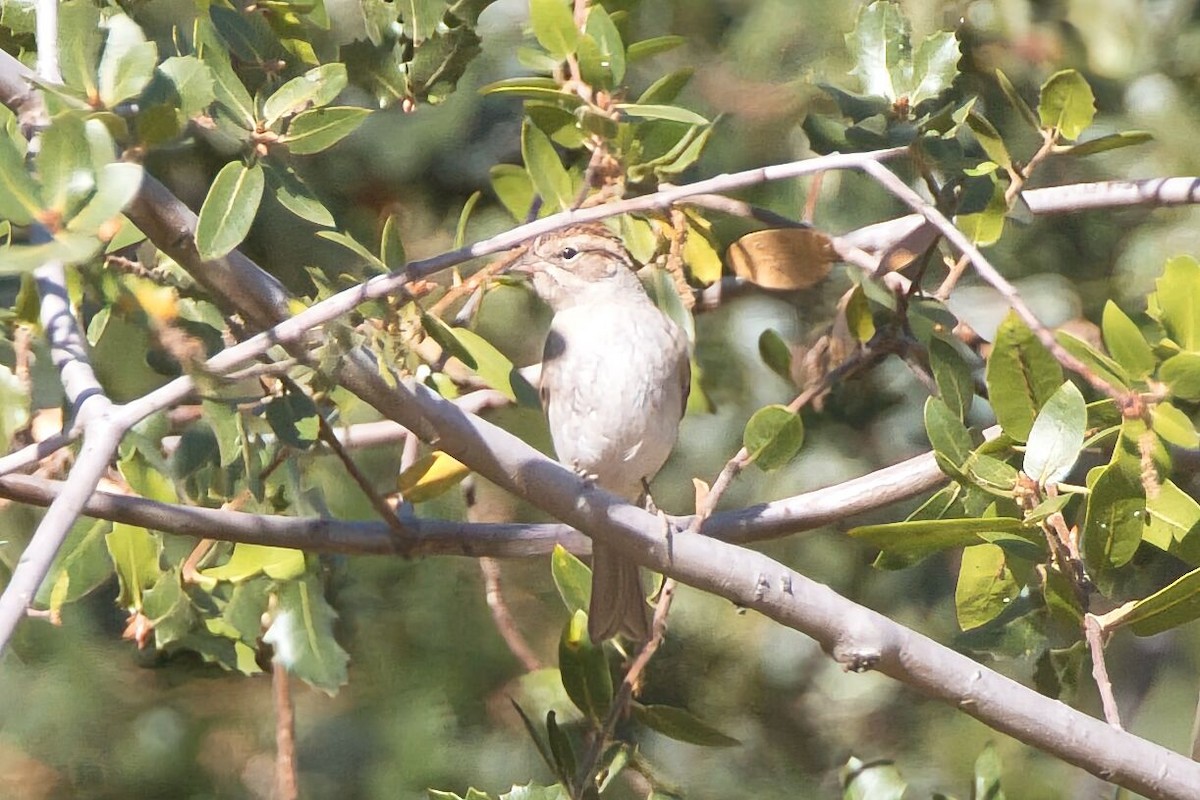 Chipping Sparrow - ML623487485