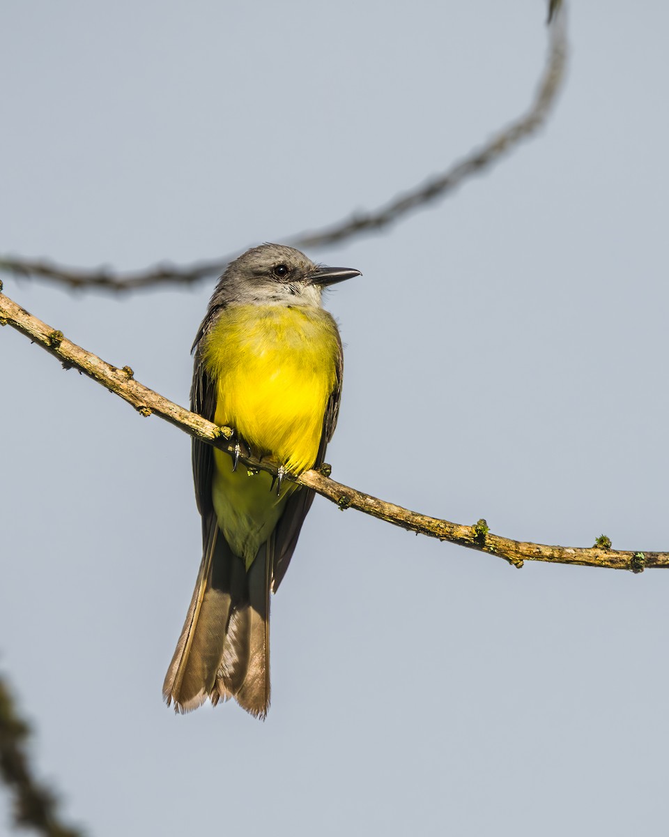 Tropical Kingbird - ML623487494