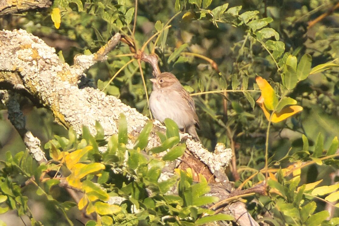 Brewer's Sparrow - ML623487495