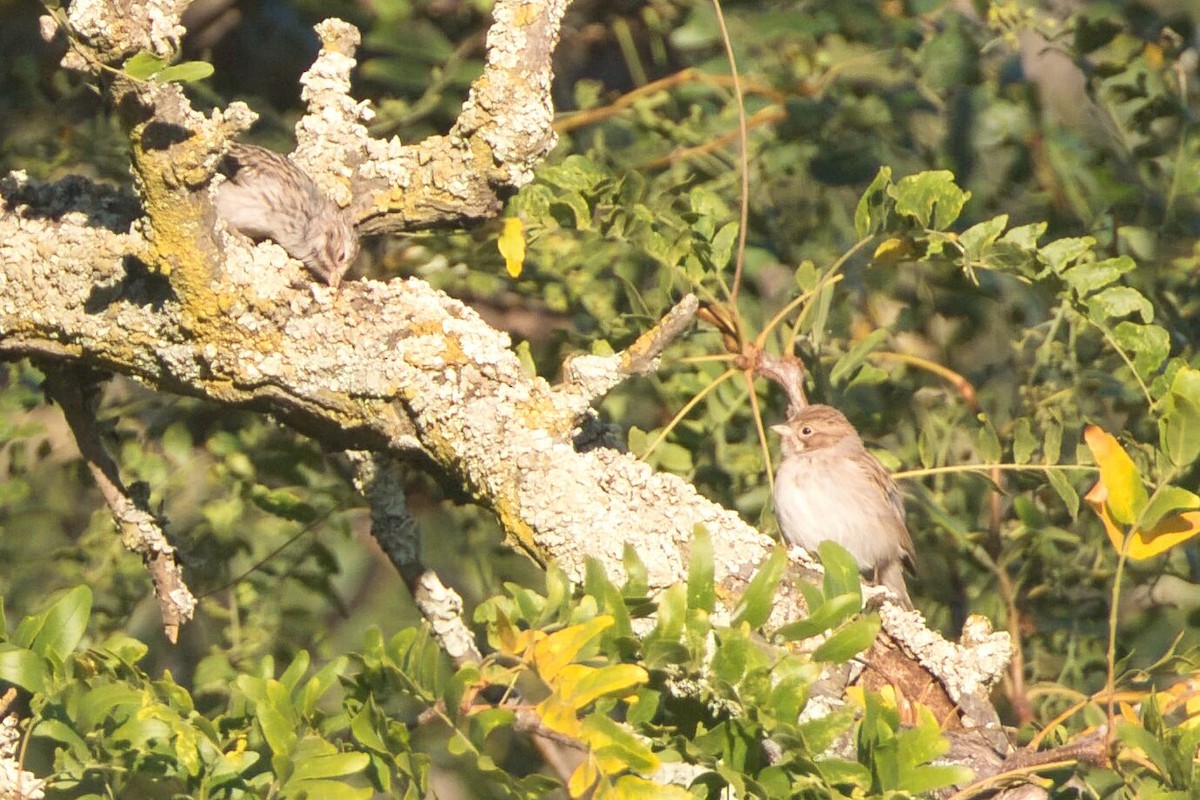 Brewer's Sparrow - ML623487496