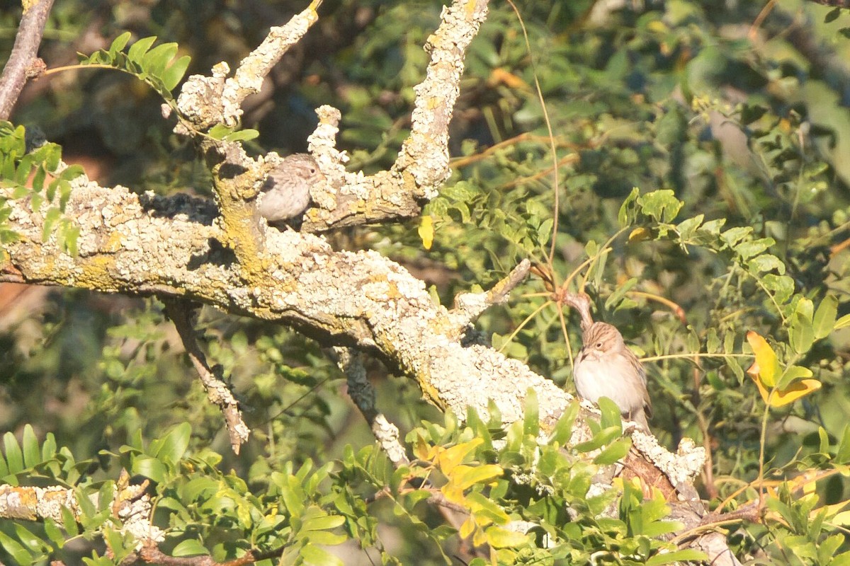 Brewer's Sparrow - ML623487497