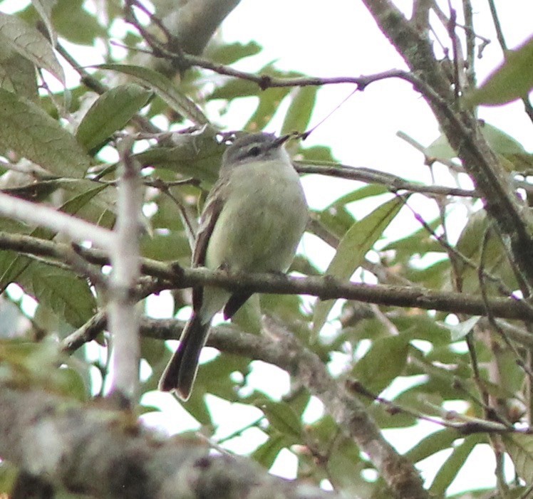 Planalto Tyrannulet - ML62348751