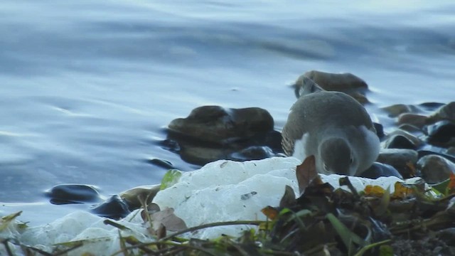 Spotted Sandpiper - ML623487515