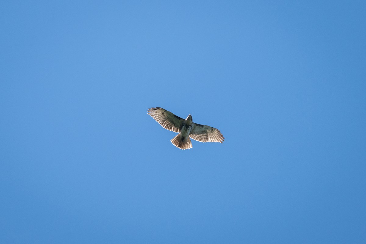 Red-tailed Hawk - ML623487518