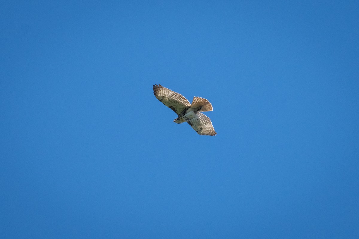 Red-tailed Hawk - ML623487519