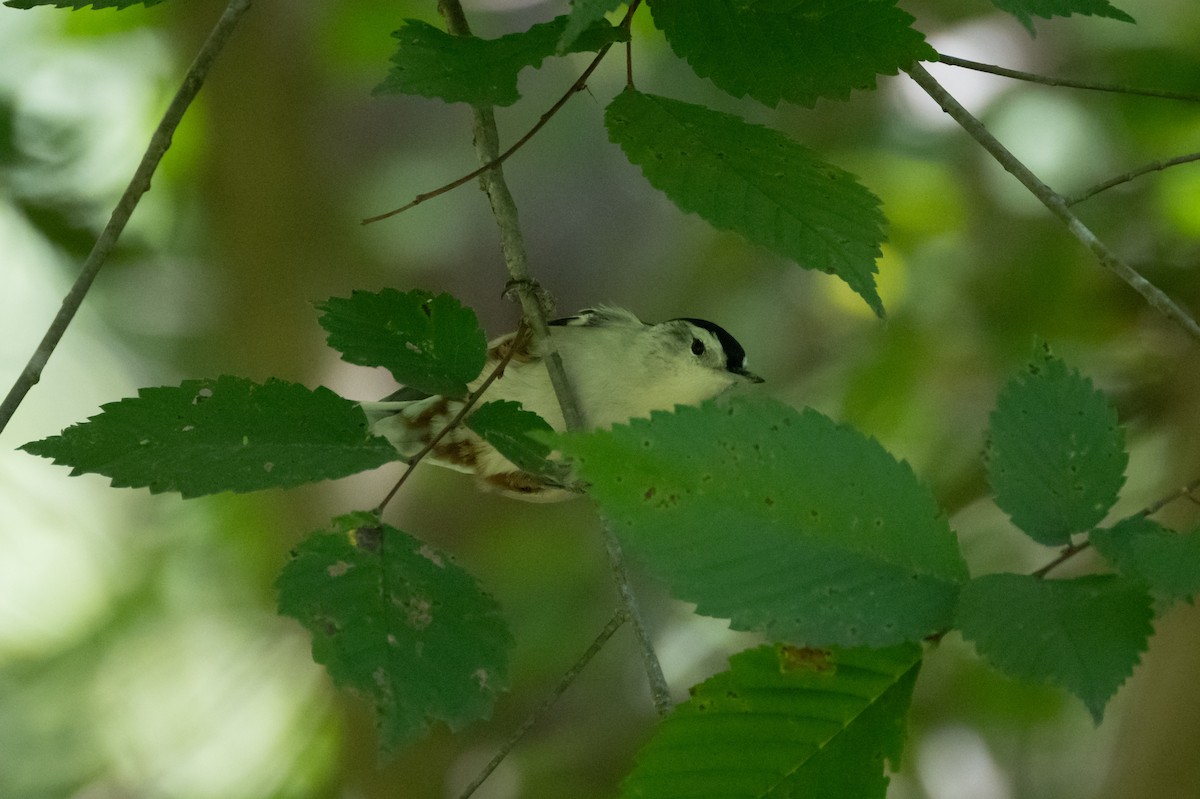 White-breasted Nuthatch - Brian Fleming