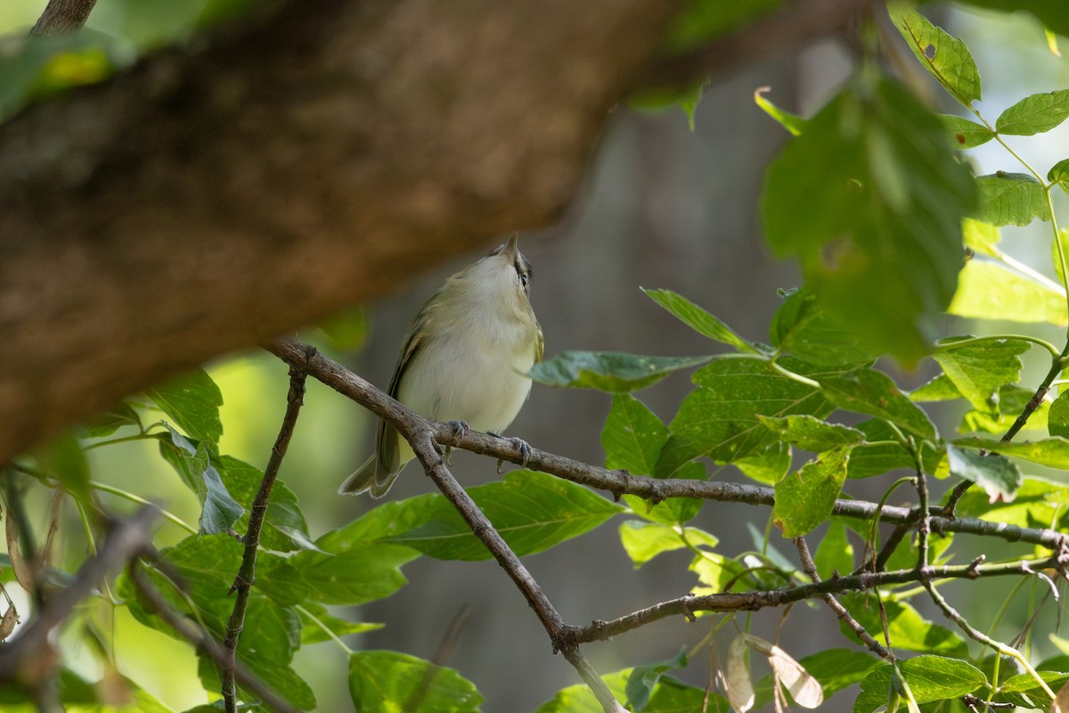 Red-eyed Vireo - ML623487536