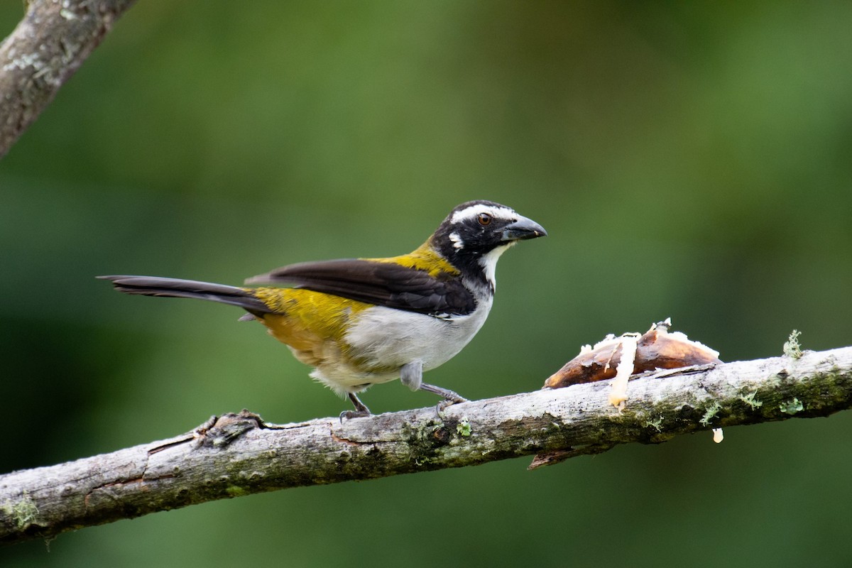 Black-winged Saltator - Michael Lashley