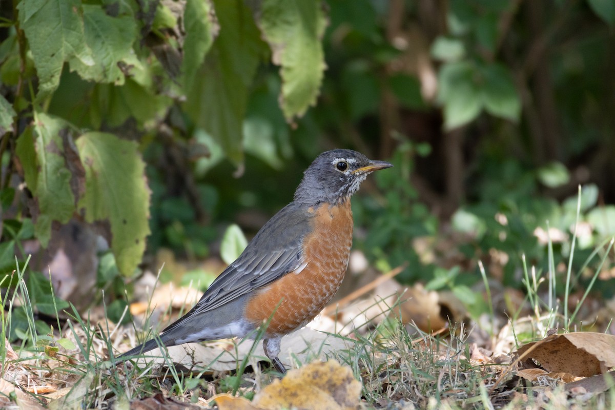 American Robin - ML623487546