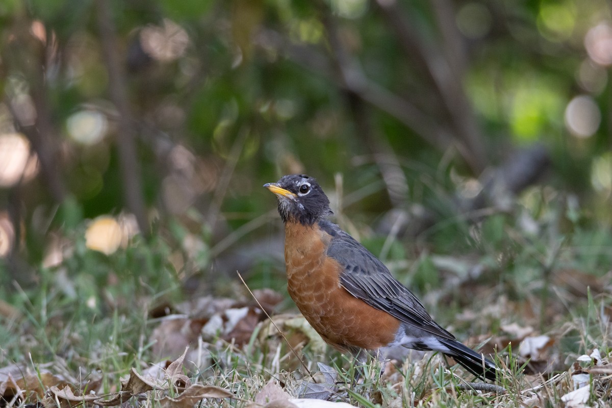 American Robin - ML623487547