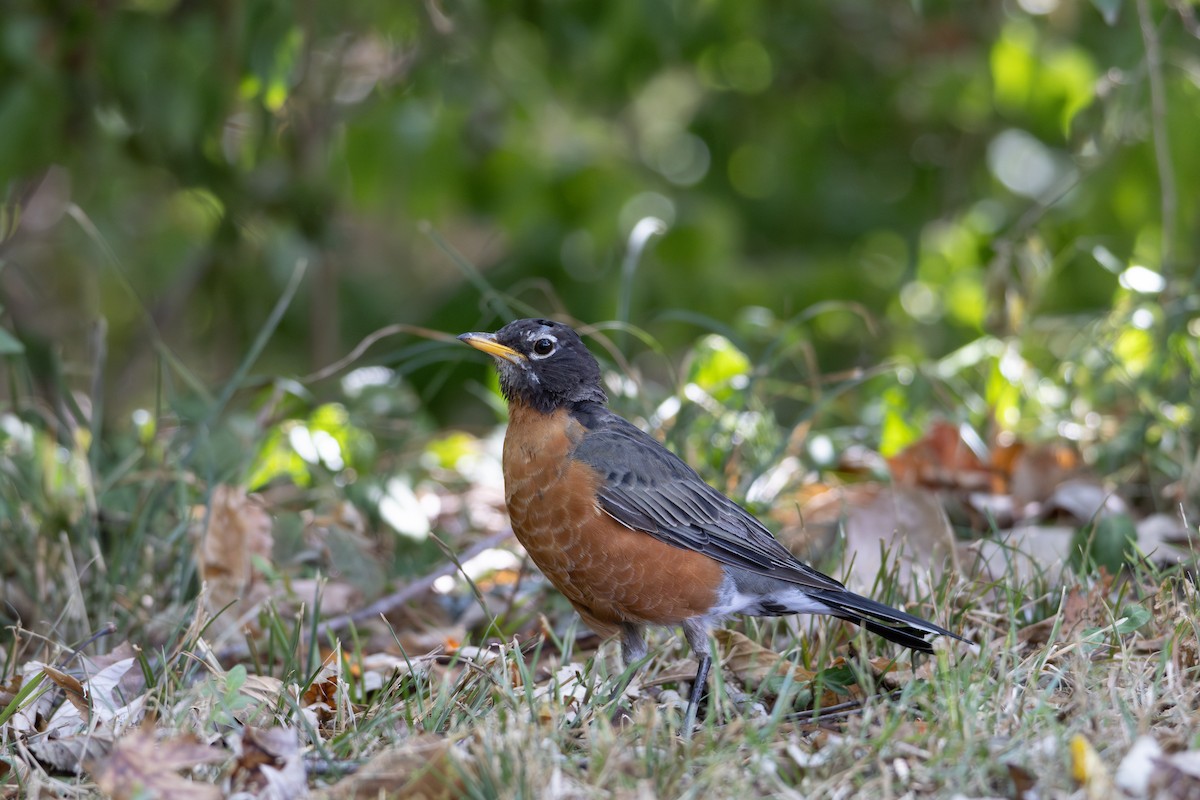 American Robin - ML623487548