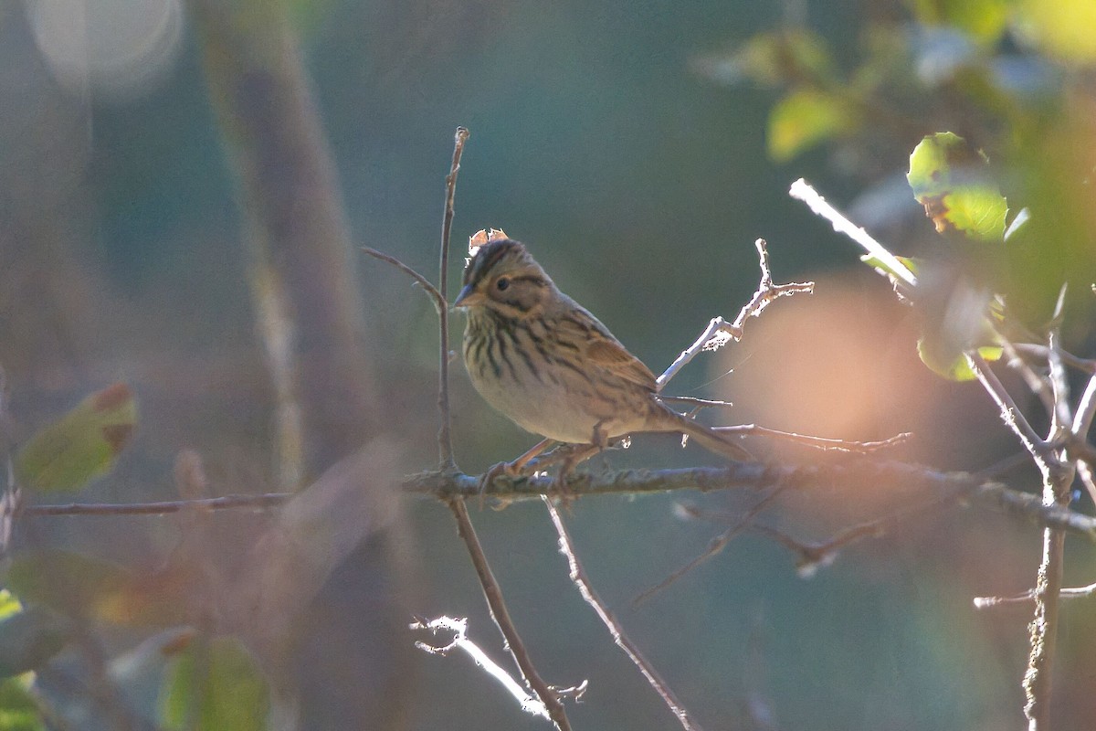 Lincoln's Sparrow - ML623487556